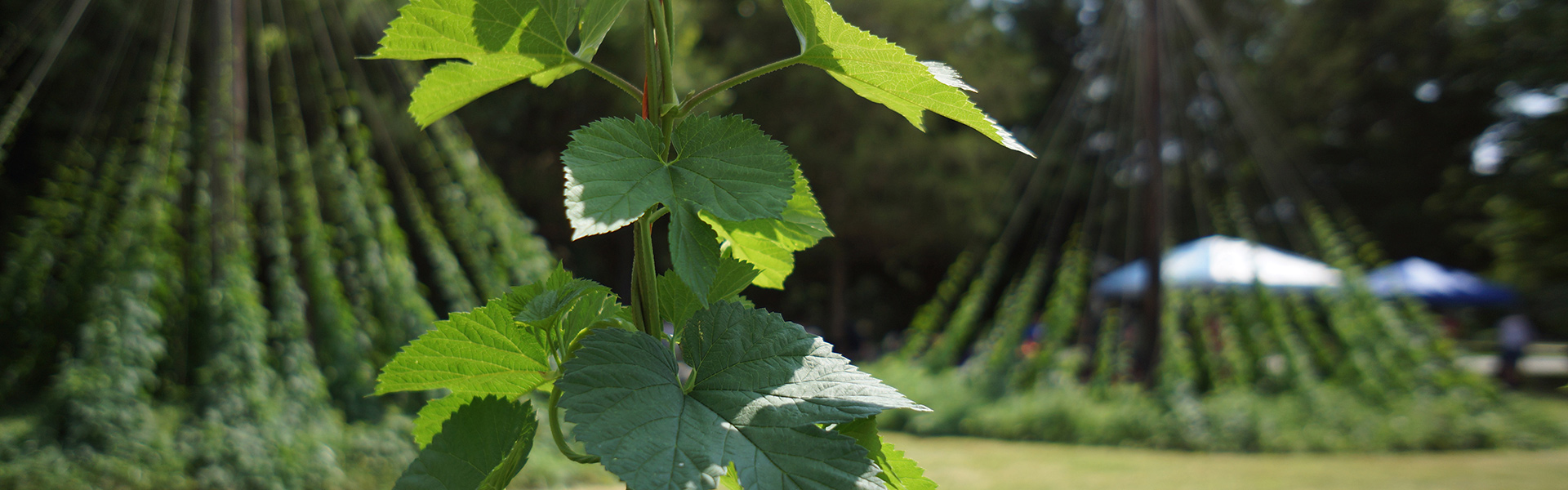 Hops…Yum